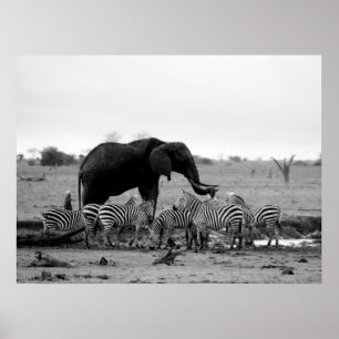 Póster poster del elefante y de las cebras a partir del