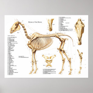 Póster Poster del esqueleto de la anatomía del caballo
