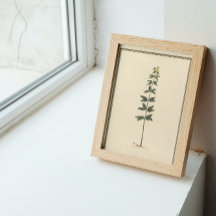 Poster del estudio botánico