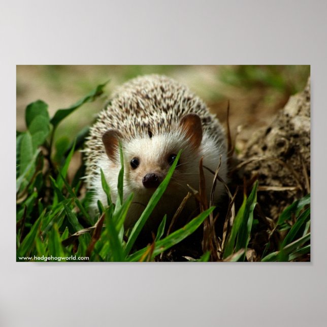 Póster Poster del Explorador (Frente)