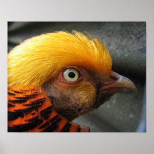 Póster Poster del faisán dorado