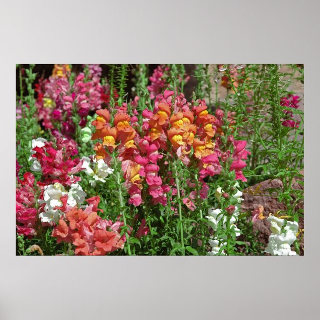 Póster Poster del festival Snapdragon (Frente)