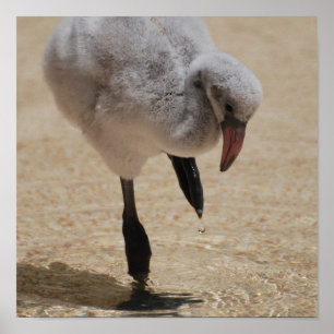 Póster Poster del flamenco del bebé