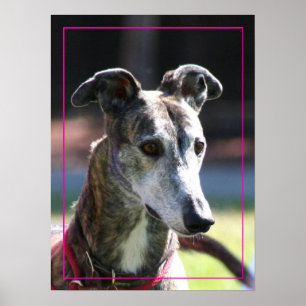 Póster Poster del galgo