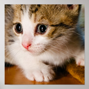 Póster Poster del gatito