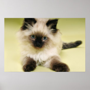 Póster poster del gatito del ragdoll