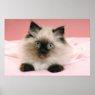 Póster poster del gatito del ragdoll