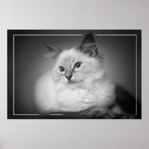 Póster poster del gatito del ragdoll