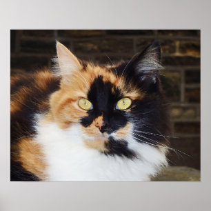 Póster Poster del gato calico