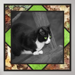 Póster Poster del gato de Barnyard