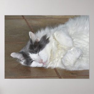 Póster Poster del gato maine coon