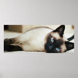 Póster Poster del gato siamés