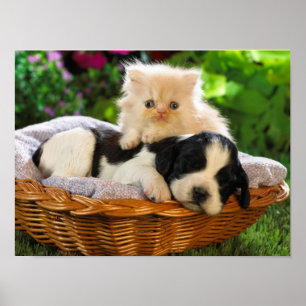 Póster Poster del gato y del perro