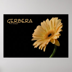 Póster Poster del Gerbera