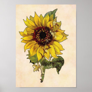Póster Poster del girasol