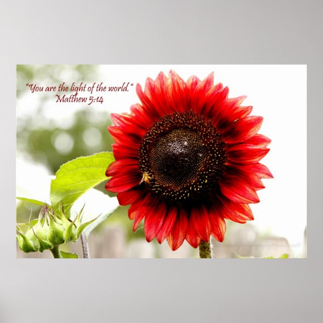 Póster Poster del girasol rojo con Matthew 5:14 Biblia Ve (Frente)