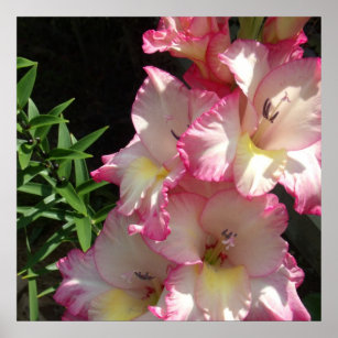 Regalos Blanca Del Gladiola | Zazzle.es