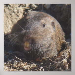 Póster Poster del Gopher