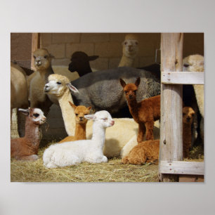 Póster Poster del granero de la alpaca