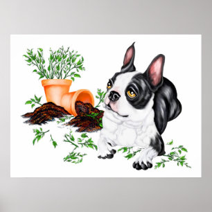 Póster Poster del grupo Boston Terrier Naughty