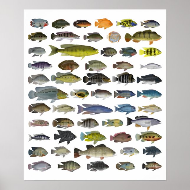 Póster Poster del grupo Cichlid (Frente)