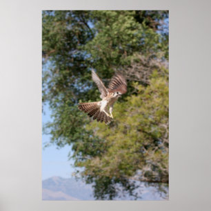 Póster Poster del halcón
