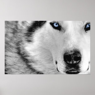 Póster Poster del husky siberiano