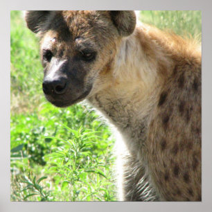 Póster Poster del Hyena de risa