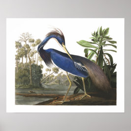 Póster Poster del Ilustracion de aves Blue Louisiana Hero