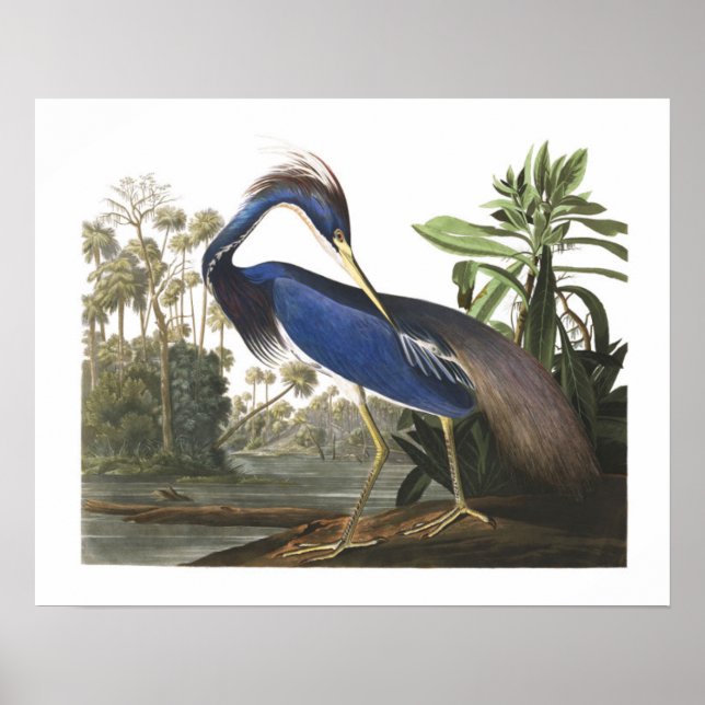 Póster Poster del Ilustracion de aves Blue Louisiana Hero (Frente)