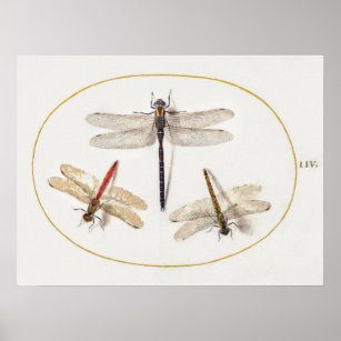Póster Poster del Ilustracion de la libélula