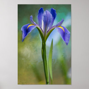Póster Poster del iris de Luisiana