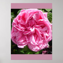 Póster Poster del Jardín de Flores Rosa