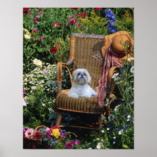 Póster Poster del jardín de Shih Tzu