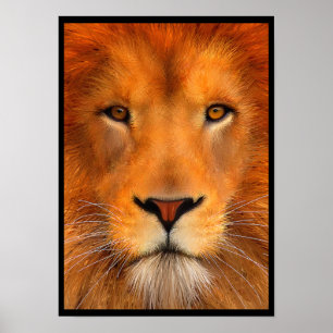 Póster Poster del león de Simha