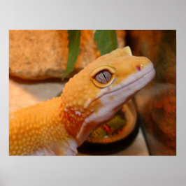 Póster Poster del leopardo amarillo Gecko Lizard