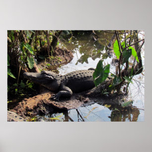 Póster Poster del ligador