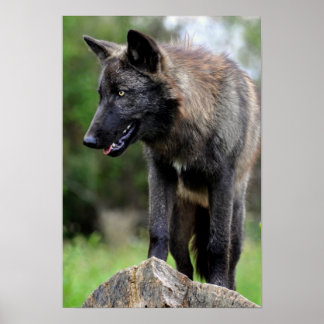 Póster Poster del Lobo Negro