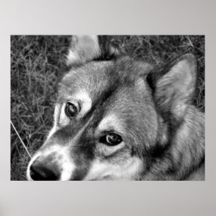 Póster Poster del lobo (negro y blanco)