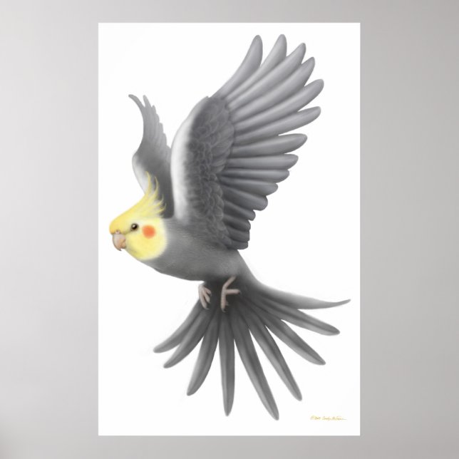 Póster Poster del loro de Cockatiel (Frente)