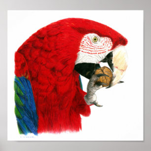 Póster Poster del Macaw del escarlata
