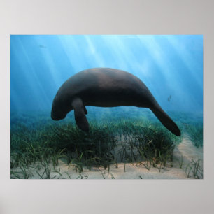 Póster Poster del Manatee