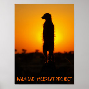 Póster Poster del meerkat del resplandor de oro