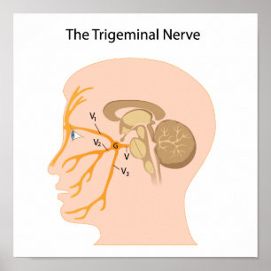 Póster Poster del nervio trigeminal