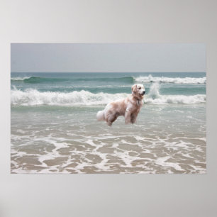 Póster Poster del océano del golden retriever