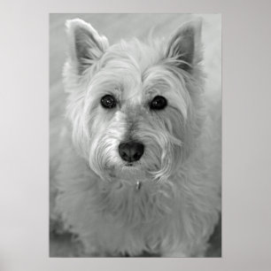 Póster Poster del oeste imponente del perro de Terrier de