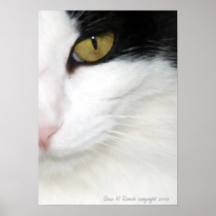 Póster Poster del ojo de gatos