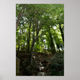 Póster Poster del oscilación y del árbol