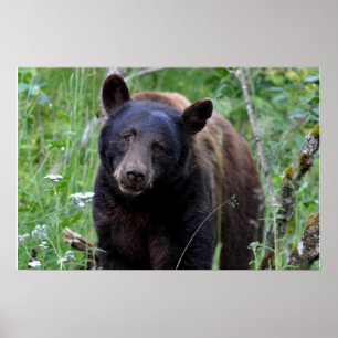 Póster Poster del oso