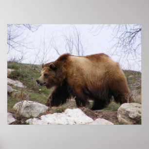 Póster Poster del oso grizzly